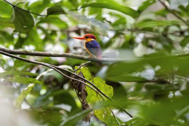 Doğulu bir cüce Kingfisher nam-ı diğer Kara Sırtlı cüce balıkçı Thattekad, Kerala 'nın dış mahallelerindeki ormanın derinliklerindeki küçük bir dala tünemişti.