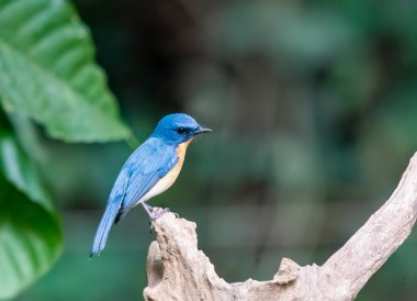 Mavi boğazlı bir sinekkapan Thattekad, Kerala 'da bir ağaç dalına tünemiş.