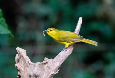 Sarı kaşlı bir bulbul, Thattekad 'ın derin ormanlarında yerden beslendikten sonra bir çalılığın tepesine tünedi.
