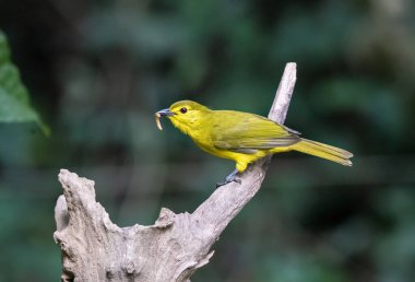 A yellow-browed bulbul perched on top of a bush branch after feeding on the ground in the deep jungles of Thattekad, Kerala clipart