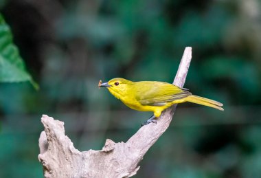 Sarı kaşlı bir bulbul, Thattekad 'ın derin ormanlarında yerden beslendikten sonra bir çalılığın tepesine tünedi.