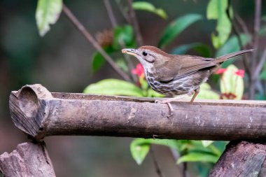 Thattekad, Kerala 'nın kenar mahallelerindeki su birikintisine dalan bir geveze.