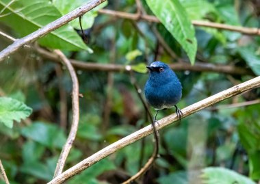 Bir Nilgiri Sholakili, Kerala 'da Munnar şehrinin eteklerindeki bir çalıya tünemişti.
