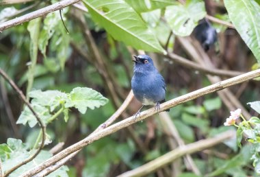 Bir Nilgiri Sholakili, Kerala 'da Munnar şehrinin eteklerindeki bir çalıya tünemişti.