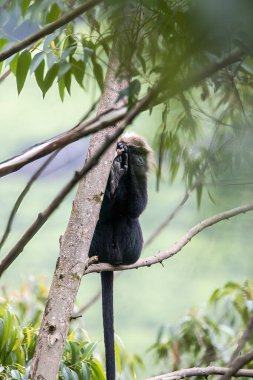 Kerala 'daki Munnar Hill istasyonunun dışındaki ormanlarda bir ağacın tepesine tünemiş bir Nilgiri Langur.
