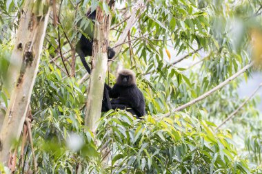 A Nilgiri Langur perched on top of a tree top in the jungles on the outskirts of Munnar Hill station in Kerala clipart