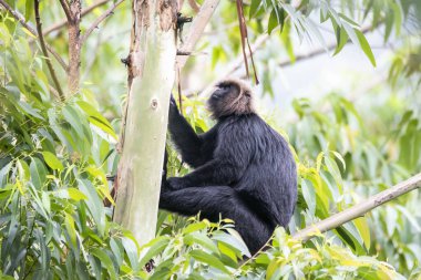 Kerala 'daki Munnar Hill istasyonunun dışındaki ormanlarda bir ağacın tepesine tünemiş bir Nilgiri Langur.