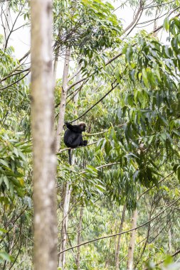 Kerala 'daki Munnar Hill istasyonunun dışındaki ormanlarda bir ağacın tepesine tünemiş bir Nilgiri Langur.
