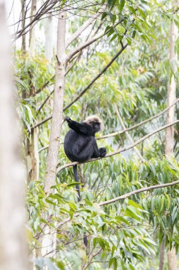 Kerala 'daki Munnar Hill istasyonunun dışındaki ormanlarda bir ağacın tepesine tünemiş bir Nilgiri Langur.