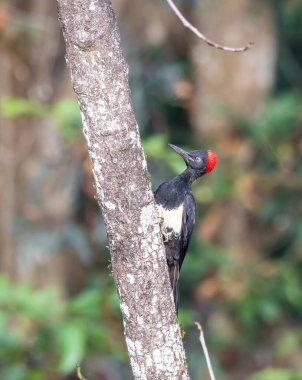 A white-bellied Woodpecker largest woodpecker in India photographed in the deep jungles on the outskirts of Thattekad, Kerala clipart