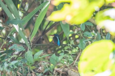 A Blue-eared kingfisher perched on a twig on a bush in the outskirts of Thattekadu, Kerala clipart