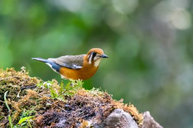 An Orange-headed thrush feeding on insects on the ground inside deep jungles of Thattekad, Kerala clipart