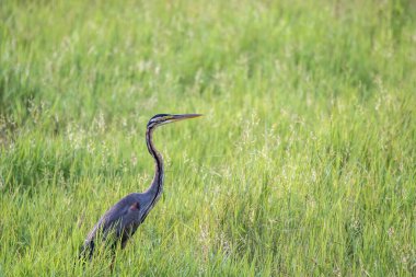 Mor balıkçıl, Thattekad, Kerala 'da yeşil bir alanda dinleniyor.