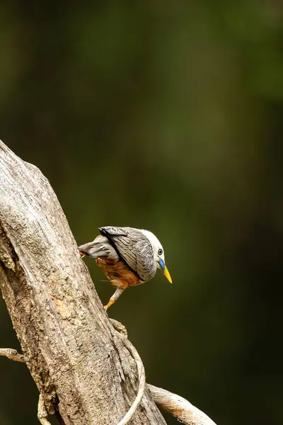 stock image A malabar starling perched on top of a tree inside Thattekad, Kerala