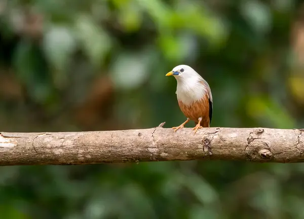 stock image A malabar starling perched on top of a tree inside Thattekad, Kerala