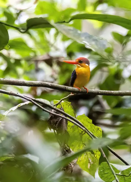 Doğulu bir cüce Kingfisher nam-ı diğer Kara Sırtlı cüce balıkçı Thattekad, Kerala 'nın dış mahallelerindeki ormanın derinliklerindeki küçük bir dala tünemişti.