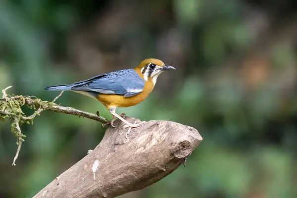 stock image An Orange-headed thrush feeding on insects in a bird hide on the outskirts of Thattekad, Kerala