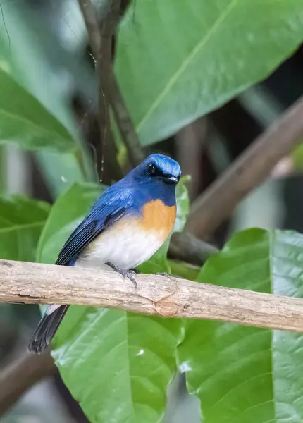 stock image A blue-throated blue flycatcher perched on a tree branch in Thattekad, Kerala