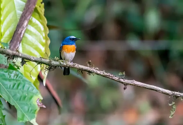 stock image A blue-throated blue flycatcher perched on a tree branch in Thattekad, Kerala