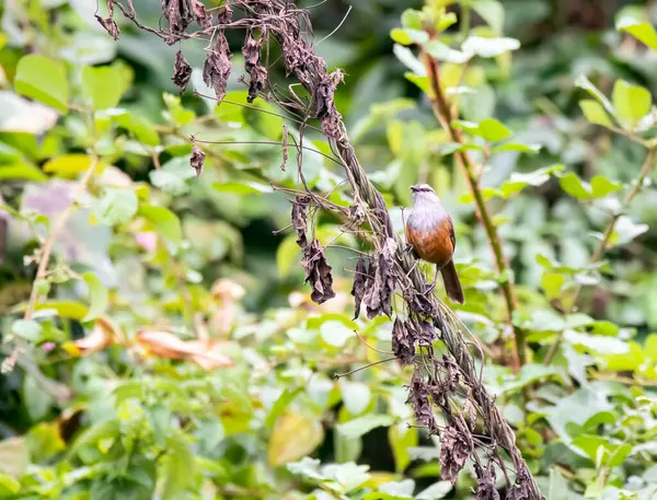 stock image A palani laughingthrush perched on a bush on the outskirts of Munnar city, in Kerala