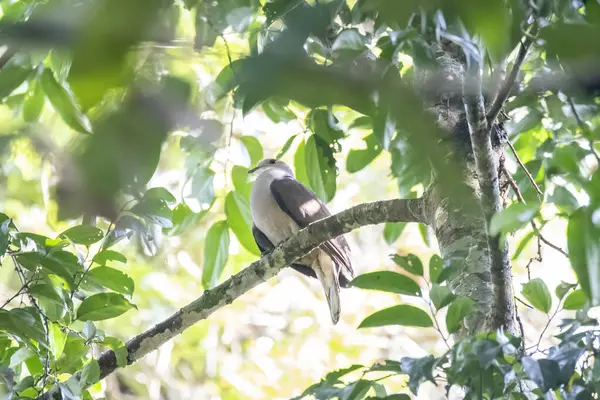 stock image A Malabar imperial pigeon perched on top of a tree in the deep jungles of Thattekad, Kerala