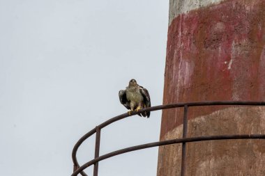 A bonelli's eagle flying away from its perched area on a water tank on the outskirts of Bhigwan, Maharastra  clipart