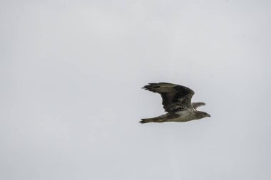 A bonelli's eagle flying away from its perched area on a water tank on the outskirts of Bhigwan, Maharastra  clipart