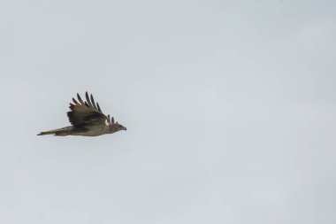 A bonelli's eagle flying away from its perched area on a water tank on the outskirts of Bhigwan, Maharastra  clipart