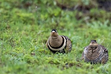 A Painted sandgrouse pair resting in the grassland on the outskirts of Bhigwan town in Maharastra clipart