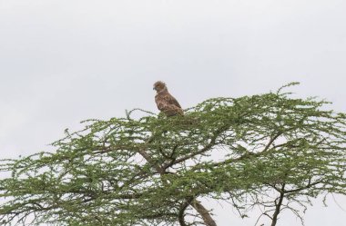 Maharastra 'nın Bhigwan otlağındaki dikenli bir ağaç dalına tünemiş kısa parmaklı bir yılan kartalı.