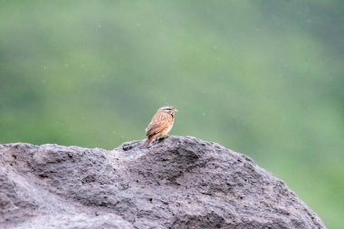 A striolated bunting calling loud during rains will sitting on a boulder on a hill on the outskirts of Pune town, Maharashtra  clipart