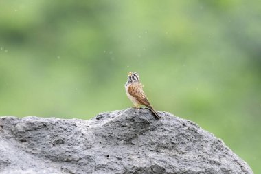 A striolated bunting calling loud during rains will sitting on a boulder on a hill on the outskirts of Pune town, Maharashtra  clipart