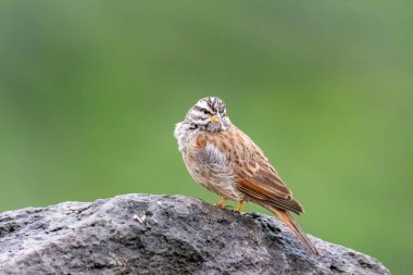 A striolated bunting calling loud during rains will sitting on a boulder on a hill on the outskirts of Pune town, Maharashtra  clipart