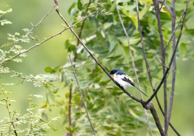 A white-bellied Minivet perched on a tree branch on the outskirts of pune city in Maharastra clipart