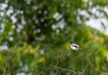 Beyaz karınlı bir Minivet, Maharastra 'nın sıska bir şehrindeki bir ağaç dalına tünemişti.