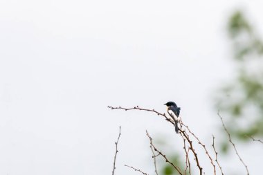 Beyaz karınlı bir Minivet, Maharastra 'nın sıska bir şehrindeki bir ağaç dalına tünemişti.