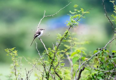 A white-bellied Minivet perched on a tree branch on the outskirts of pune city in Maharastra clipart