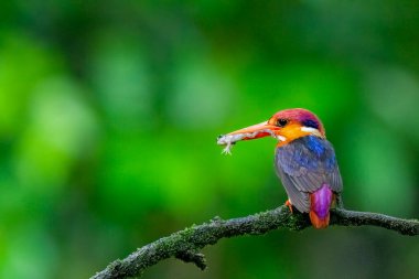 An Oriental dwarf kingfisher perched on top of a tree branch in the deep jungles on the outskirts of Panvel, Maharastra on a rainy monsoon day clipart