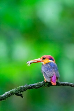 Doğulu bir cüce balıkçı yağmurlu bir muson gününde Panvel, Maharastra 'nın dış mahallelerindeki ormanın derinliklerindeki bir ağaç dalının tepesine tünedi.