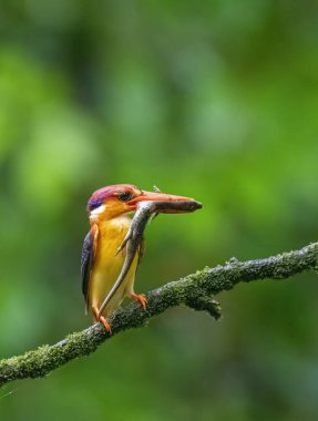 Doğulu bir cüce balıkçı yağmurlu bir muson gününde Panvel, Maharastra 'nın dış mahallelerindeki ormanın derinliklerindeki bir ağaç dalının tepesine tünedi.