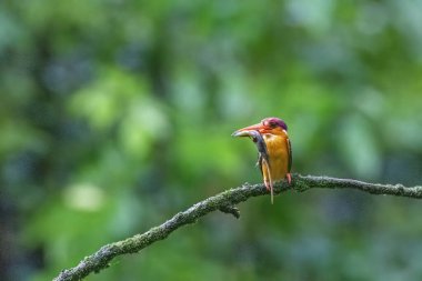 An Oriental dwarf kingfisher perched on top of a tree branch in the deep jungles on the outskirts of Panvel, Maharastra on a rainy monsoon day clipart