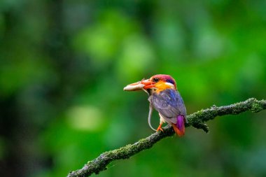 An Oriental dwarf kingfisher perched on top of a tree branch in the deep jungles on the outskirts of Panvel, Maharastra on a rainy monsoon day clipart