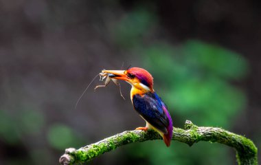 Doğulu bir cüce balıkçı yağmurlu bir muson gününde Panvel, Maharastra 'nın dış mahallelerindeki ormanın derinliklerindeki bir ağaç dalının tepesine tünedi.