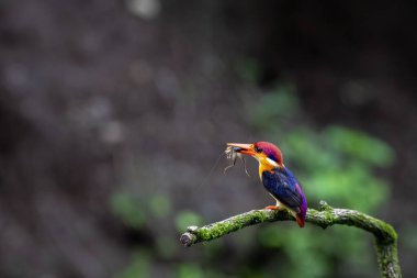 An Oriental dwarf kingfisher perched on top of a tree branch in the deep jungles on the outskirts of Panvel, Maharastra on a rainy monsoon day clipart