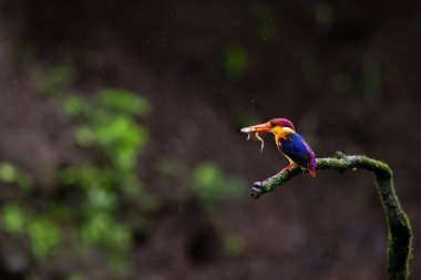 Doğulu bir cüce balıkçı yağmurlu bir muson gününde Panvel, Maharastra 'nın dış mahallelerindeki ormanın derinliklerindeki bir ağaç dalının tepesine tünedi.