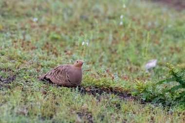 A chestnut-bellied sandgrouse resting in the grasslands on the outskirts of Bhigwan, Maharastra clipart