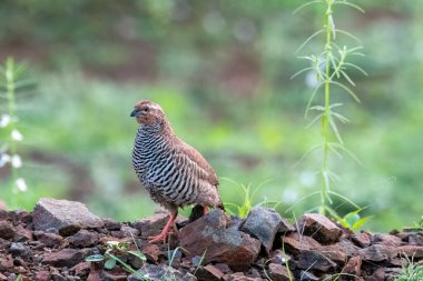 A Rock bush-quail resting on a small boulders in the outskirts of Bhigwan city in Maharastra clipart