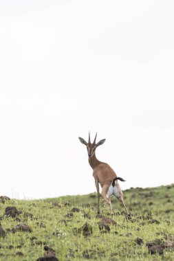 A chinkara grazing in the grasslands on the outskirts of Bhigwan city in Maharastra clipart