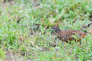 Bhigwan, Maharastra 'nın dışındaki çayırlarda gezinen bir bıldırcın.