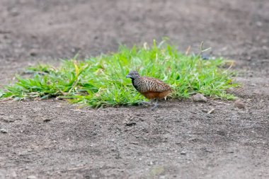 Bhigwan, Maharastra 'nın dışındaki çayırlarda gezinen bir bıldırcın.